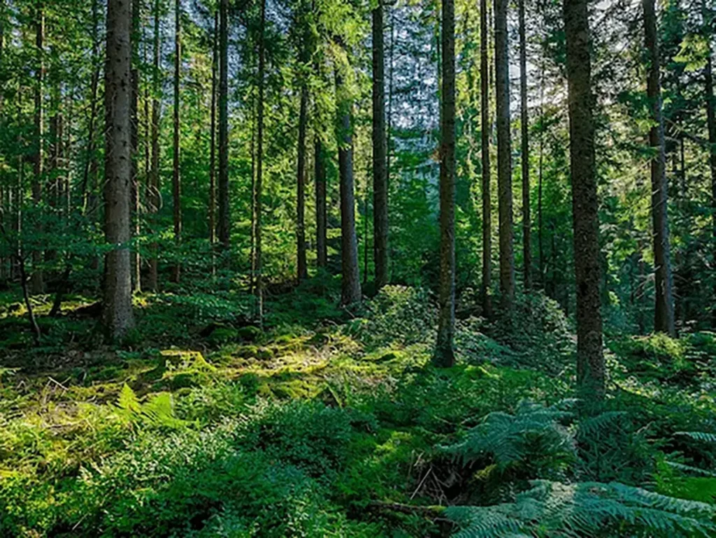 A sunlit green forest with light falling through the canopy onto the undergrowth — symbolizing the article's argument that the environments organisations build are physiological inputs, and that access to nature, light and space measurably supports nervous system regulation.
