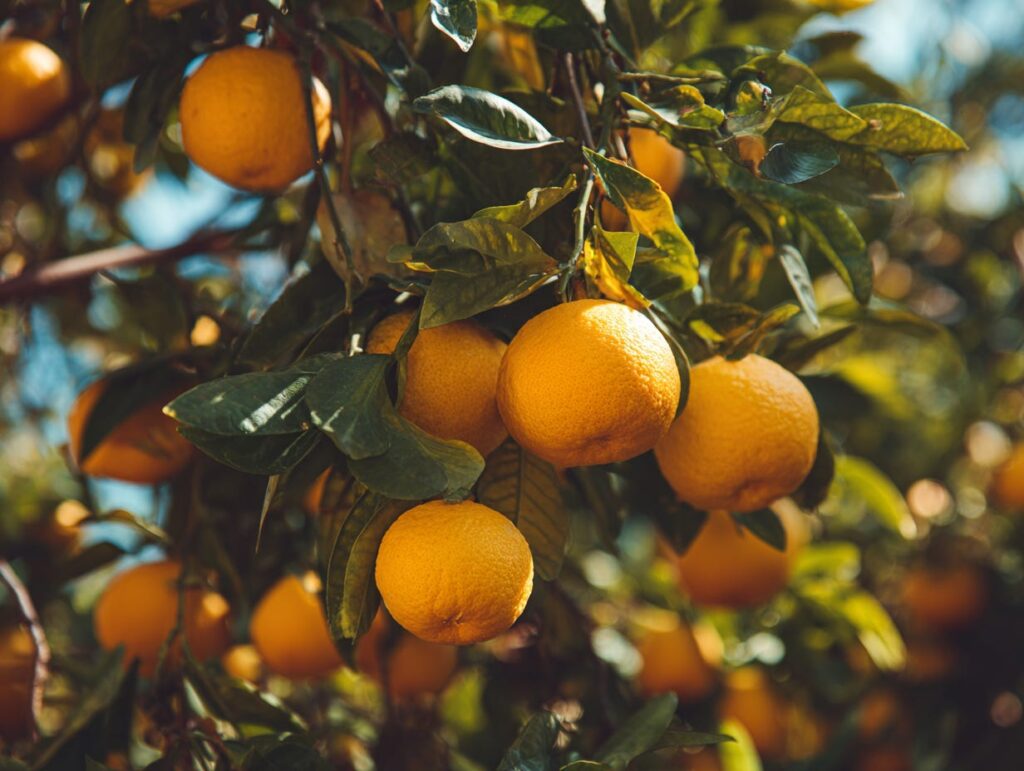 Ripe oranges growing on a sunlit citrus tree with glossy green leaves and a soft blue sky behind — symbolizing the article's central metaphor that human capacities, like a fruiting tree, only flourish when the surrounding conditions are right.
